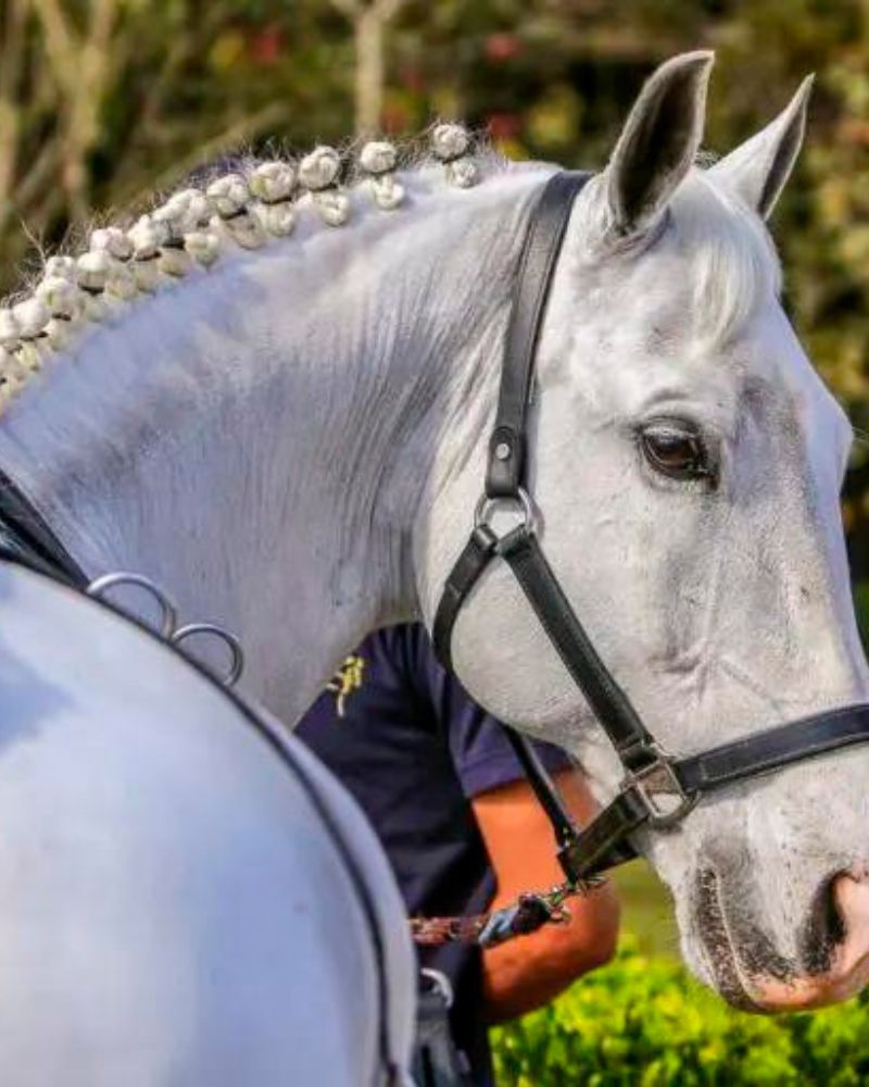 Limpeza Alto Padrão em Haras Larissa